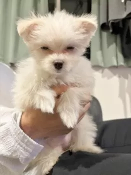 のんたん 様のお迎えした子犬