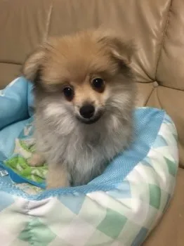 アキュラ 様のお迎えした子犬