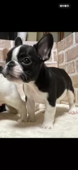 ののちゃんパパ&ママ 様のお迎えした子犬