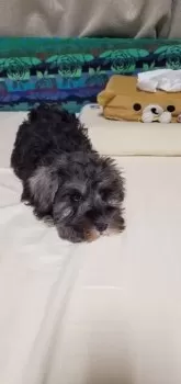 T.T 様のお迎えした子犬