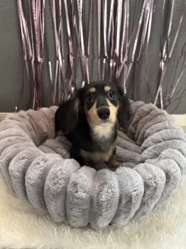 ゆめか 様のお迎えした子犬