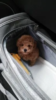 Ｋ 様のお迎えした子犬