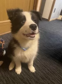 K.Ｉ 様のお迎えした子犬