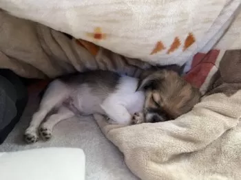Y.T 様のお迎えした子犬