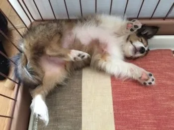 RENTARO 様のお迎えした子犬