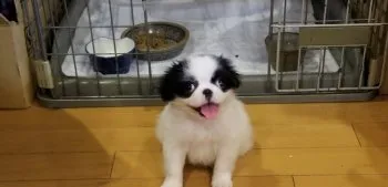 T.T 様のお迎えした子犬