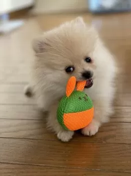 M.D 様のお迎えした子犬