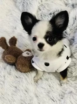 K.K 様のお迎えした子犬