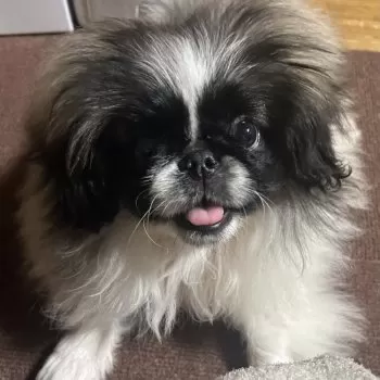 A.S 様のお迎えした子犬