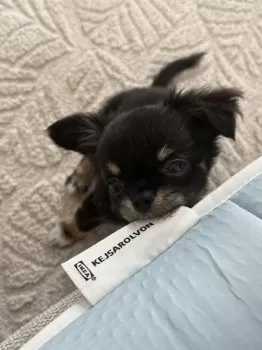 Mimi 様のお迎えした子犬