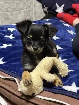 R.H 様のお迎えした子犬