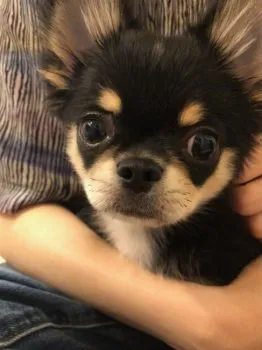 K.N 様のお迎えした子犬