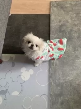 ぽん 様のお迎えした子犬