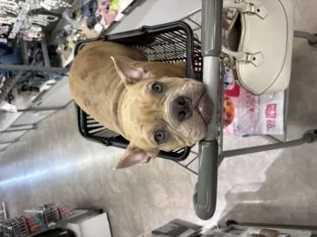 パズー 様のお迎えした子犬