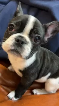 S.T 様のお迎えした子犬