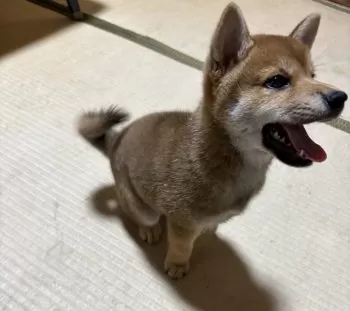 いわ 様のお迎えした子犬