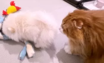 M.S 様のお迎えした子犬