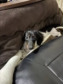 A.S 様のお迎えした子犬