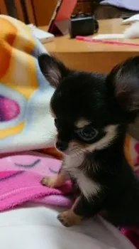 あいママ 様のお迎えした子犬
