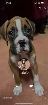A.龍之介のパパ 様のお迎えした子犬
