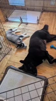 M.S 様のお迎えした子犬