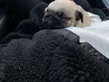 まみ 様のお迎えした子犬
