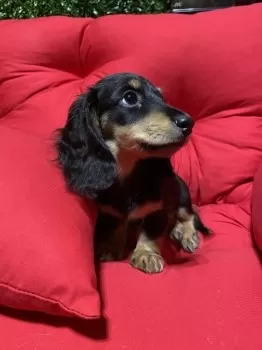 さぼぅ 様のお迎えした子犬