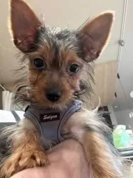 ハル 様のお迎えした子犬