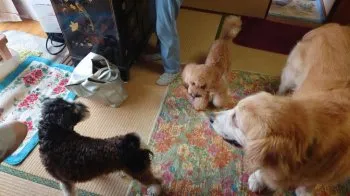 Y.Ｉ 様のお迎えした子犬