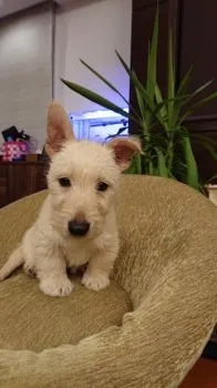 ほっさん 様のお迎えした子犬