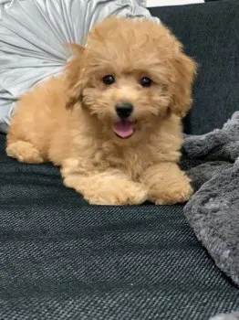 mii 様のお迎えした子犬
