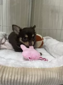 J.A 様のお迎えした子犬
