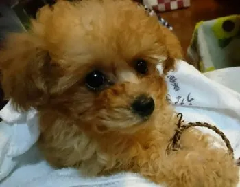 ちこたんママ 様のお迎えした子犬