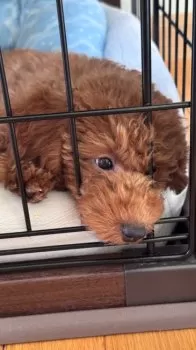 Y.U 様のお迎えした子犬