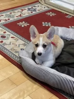 えま〜る 様のお迎えした子犬