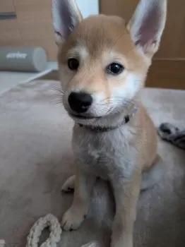 K.T 様のお迎えした子犬