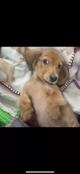 べい 様のお迎えした子犬