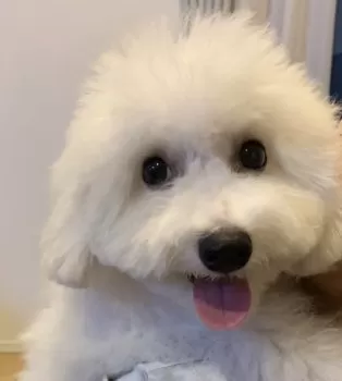 T.M 様のお迎えした子犬