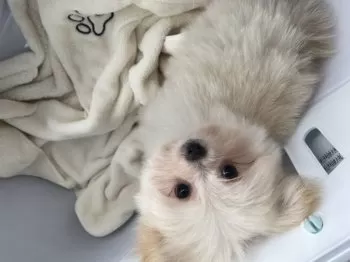 K.H 様のお迎えした子犬