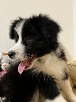 桃の花 様のお迎えした子犬
