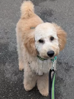 NU 様のお迎えした子犬