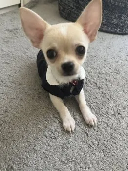 春ママ 様のお迎えした子犬