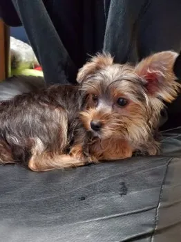 たか 様のお迎えした子犬
