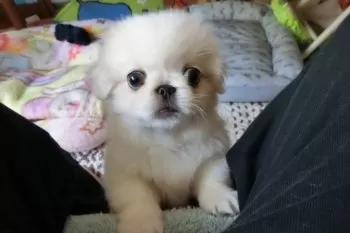 S.H 様のお迎えした子犬