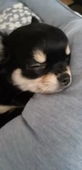 ポセイドン 様のお迎えした子犬