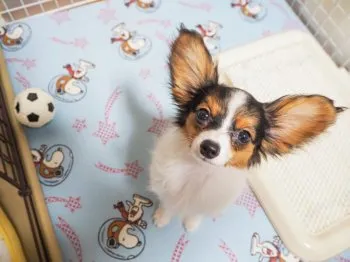 M.N 様のお迎えした子犬