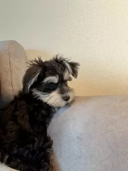 K.K 様のお迎えした子犬