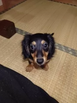 M.K 様のお迎えした子犬