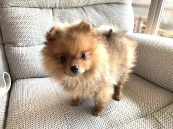 S.K 様のお迎えした子犬