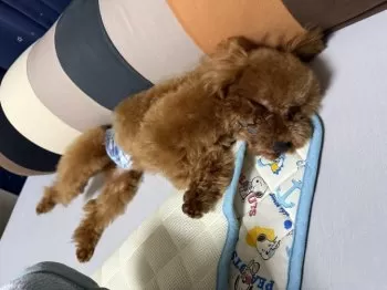 A.Ｉ 様のお迎えした子犬